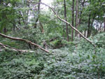 Prales.Tomáš Šimůnek 2007