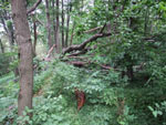 Spadlý strom na koruně plášťové hradby v jihozápadní části.Foto:Tomáš Šimůnek 2007